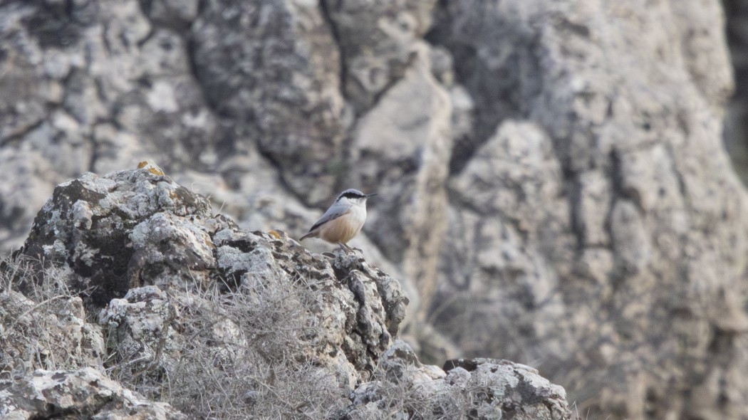 Eastern Rock Nuthatch