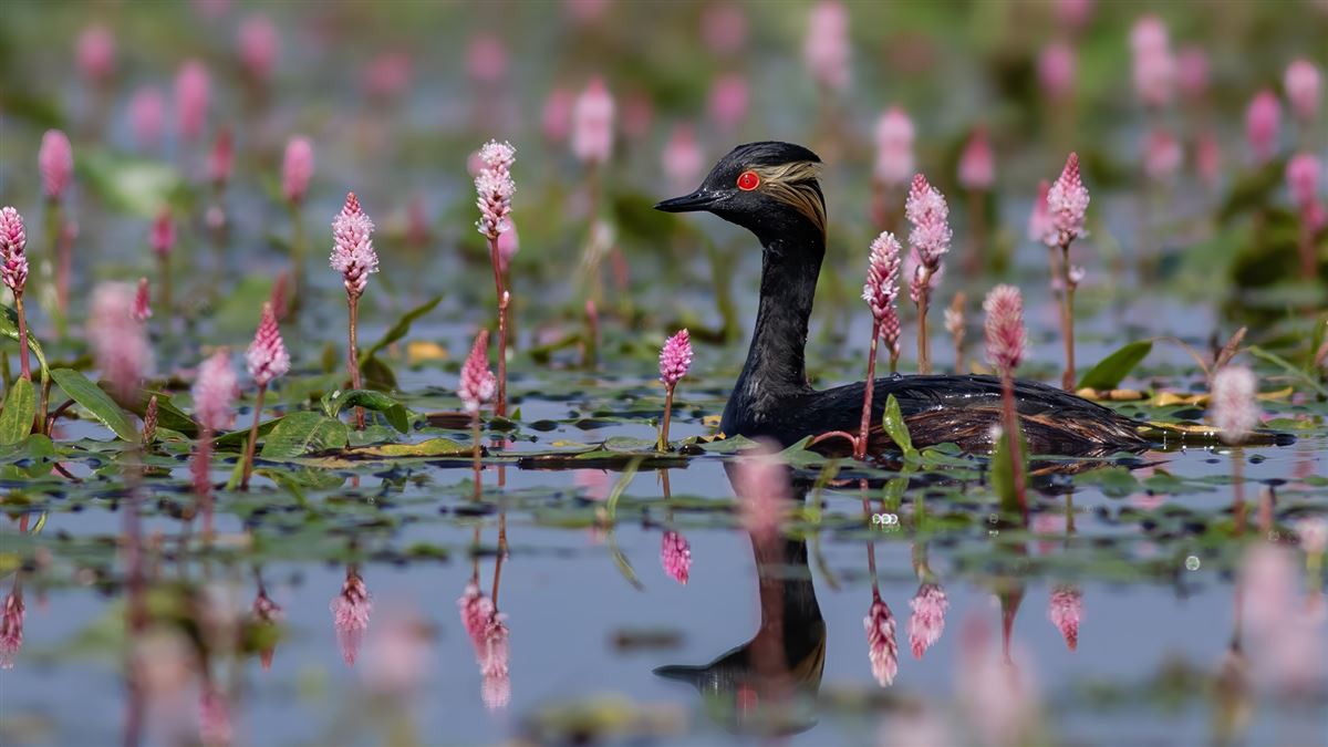 Black-necked Grebe