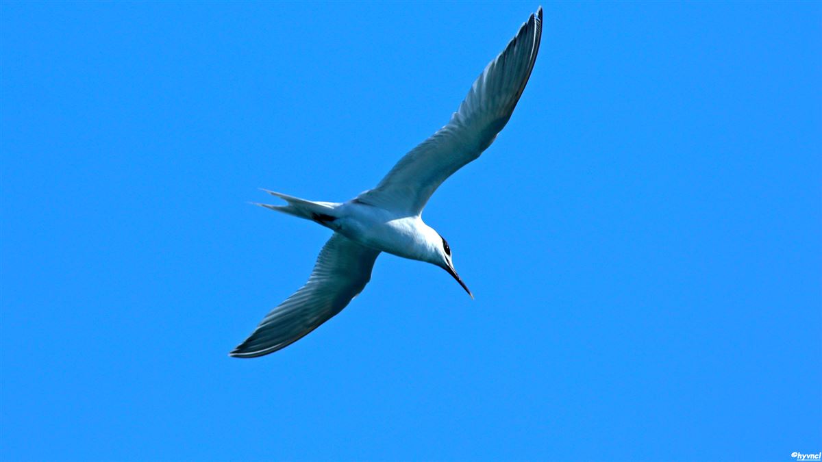 Sandwich Tern
