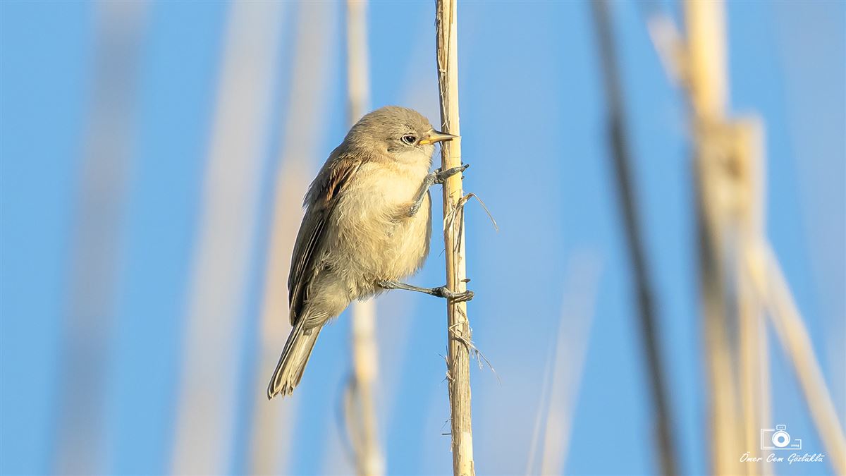 Eurasian Penduline Tit