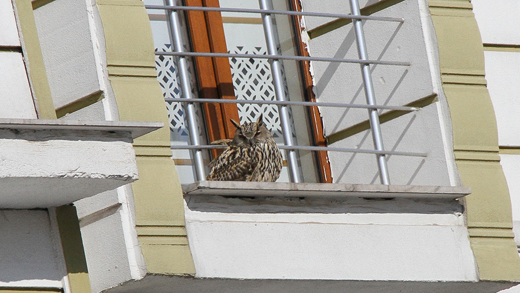 Eurasian Eagle-Owl