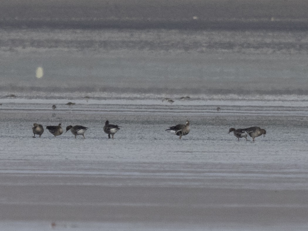 Greater White-fronted Goose