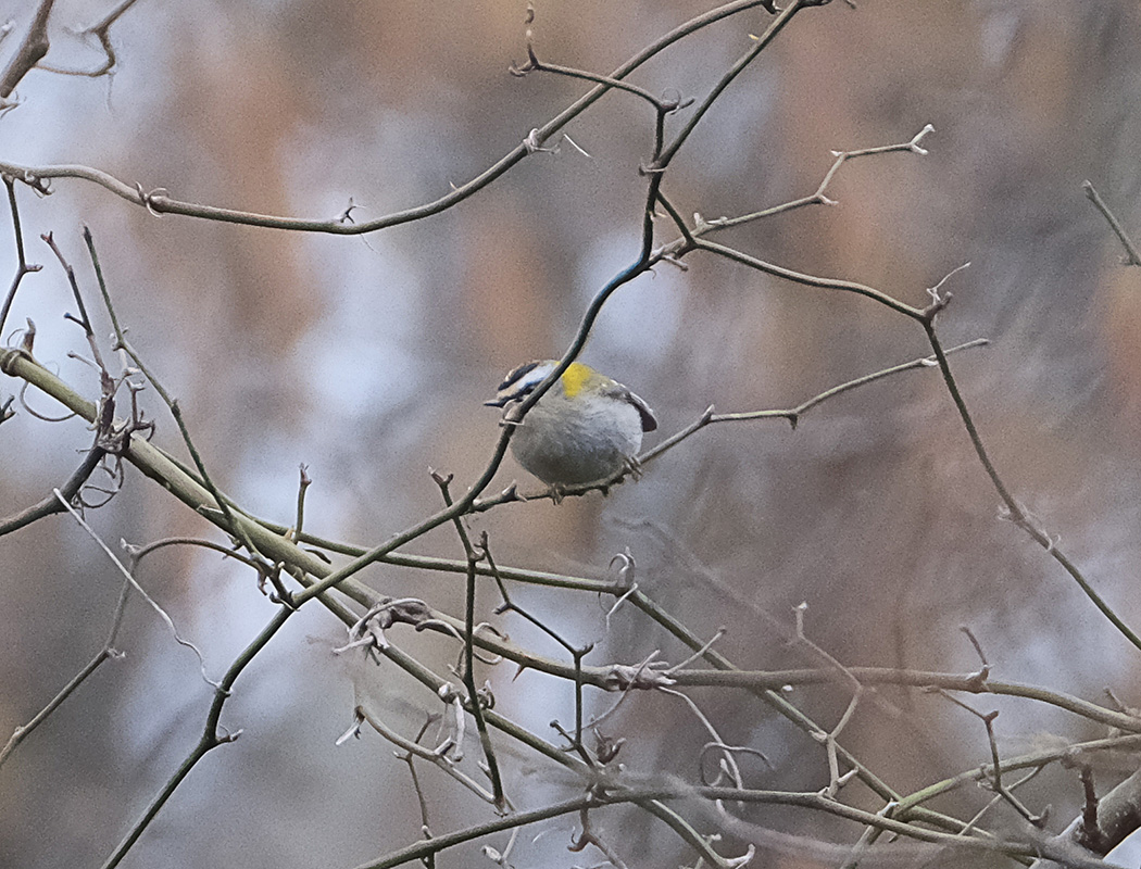 Common Firecrest