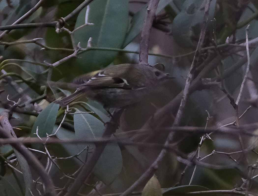 Goldcrest