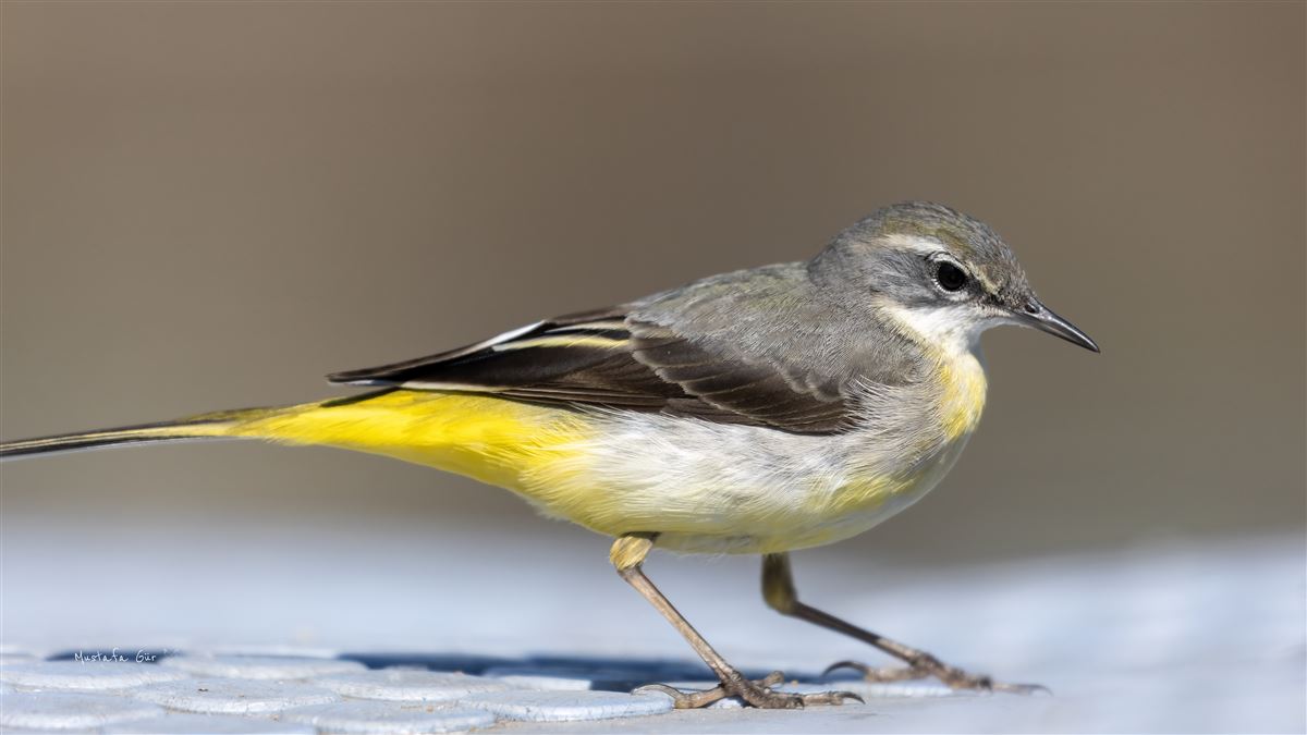 Grey Wagtail
