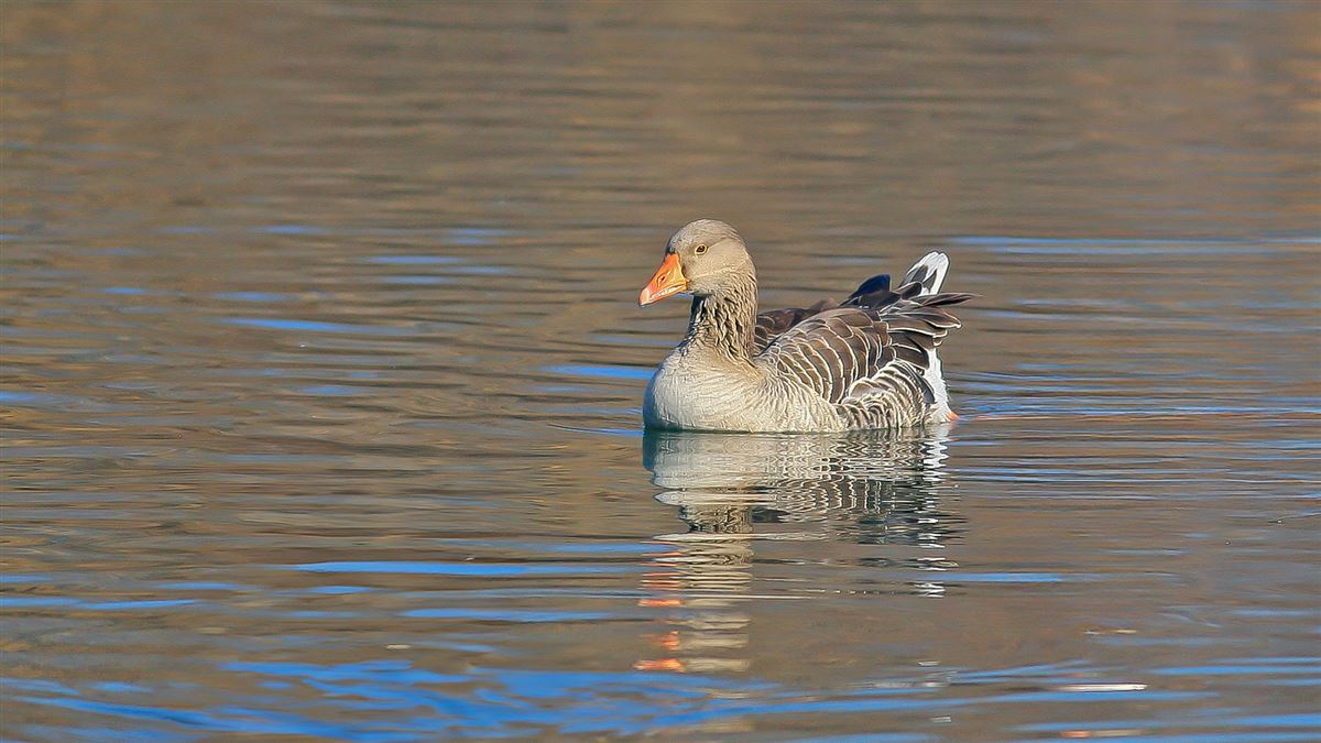 Greylag Goose