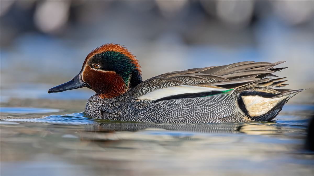 Eurasian Teal