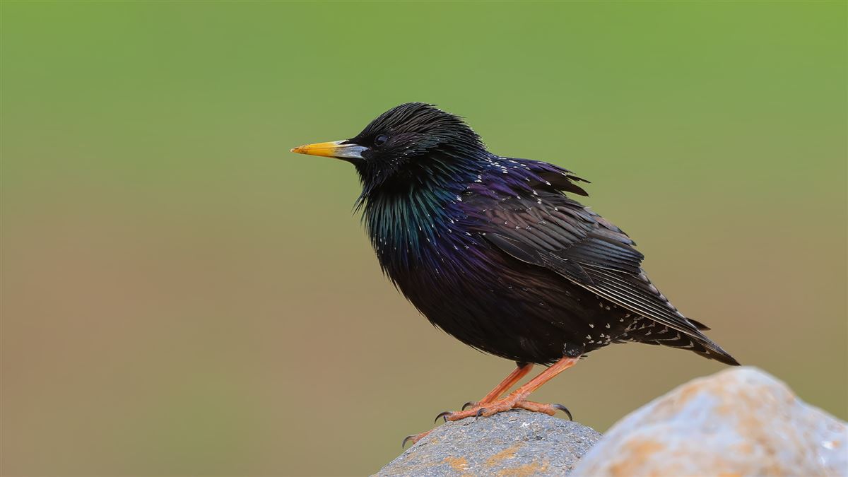 Common Starling