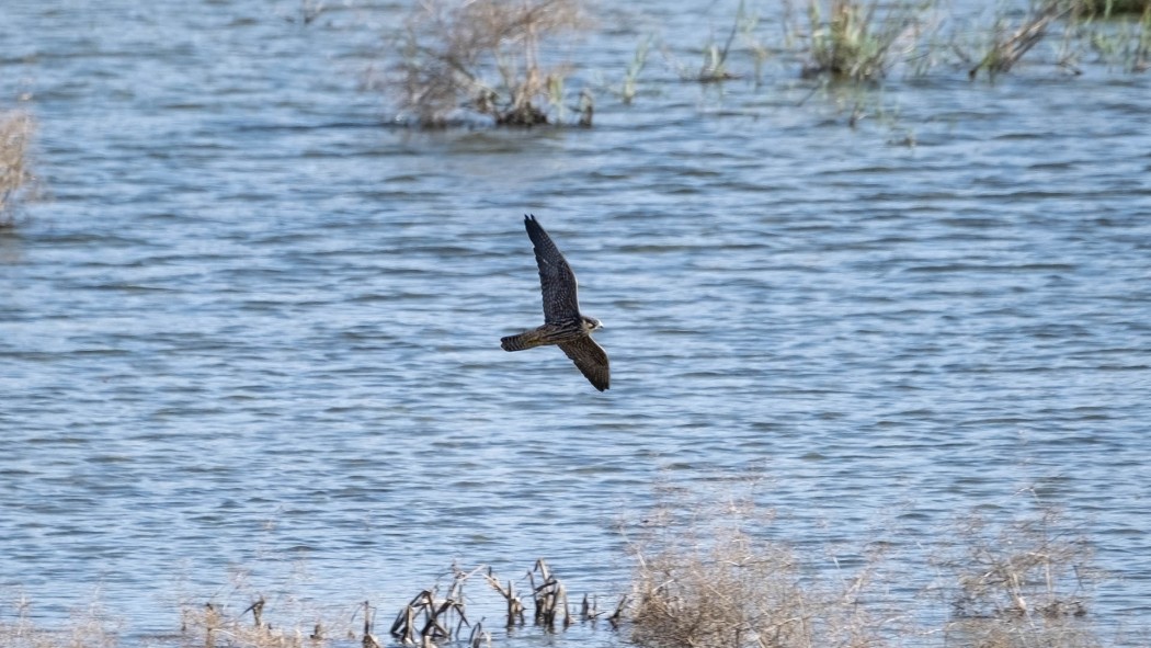 Eurasian Hobby