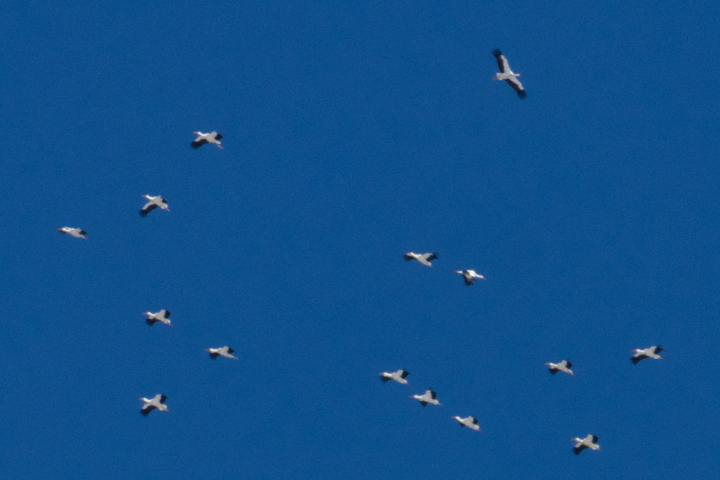 White Stork