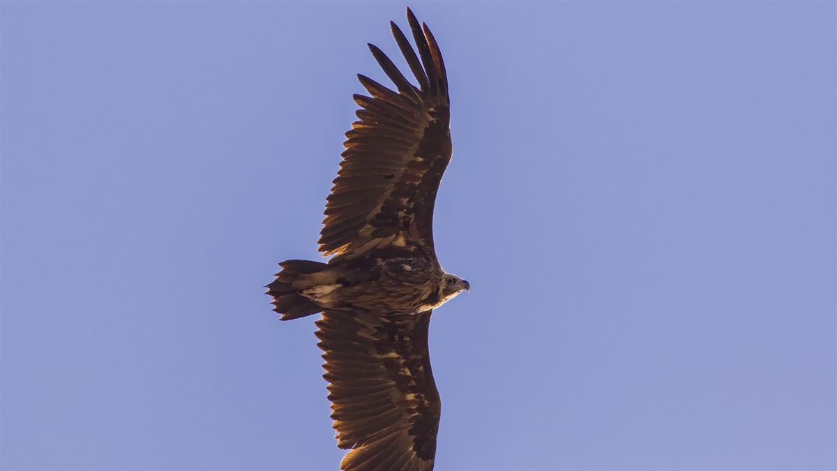 Cinereous Vulture