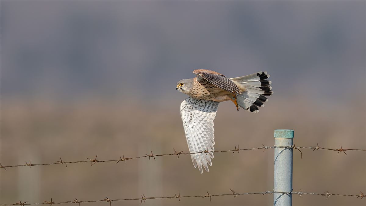 Common Kestrel