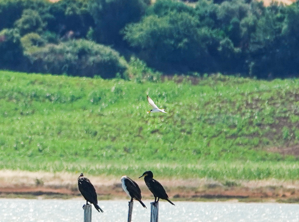 Little Tern