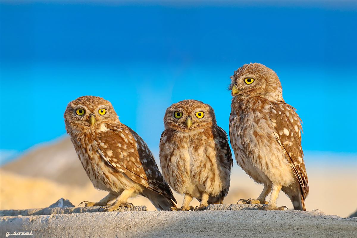 Little Owl
