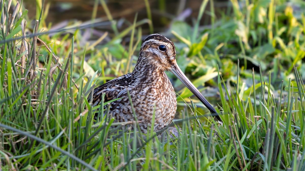 Common Snipe