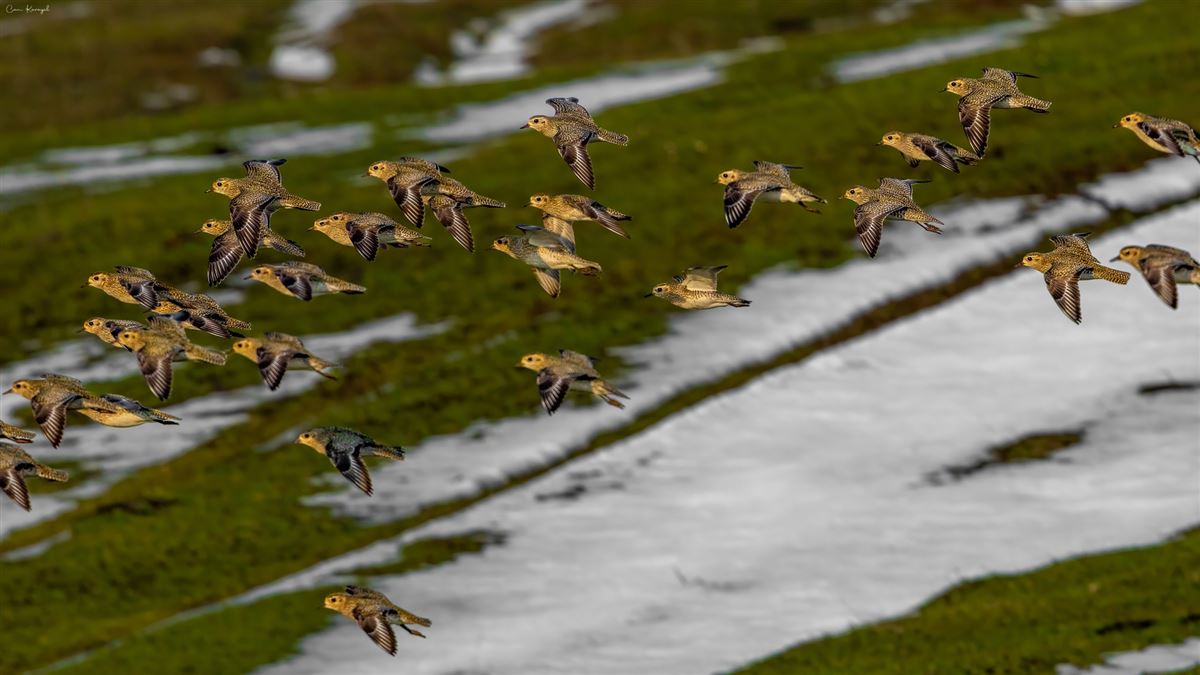 European Golden Plover