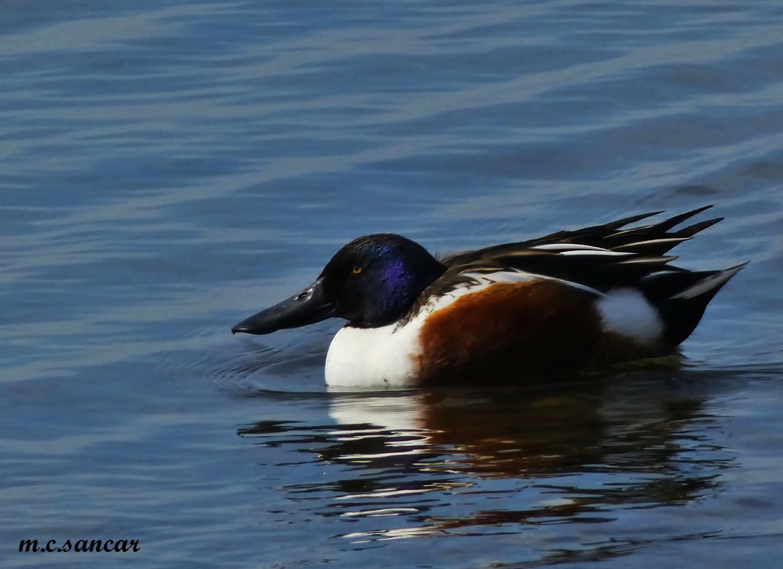 Northern Shoveler