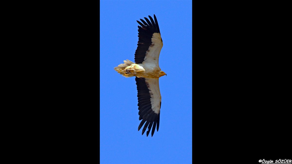 Egyptian Vulture
