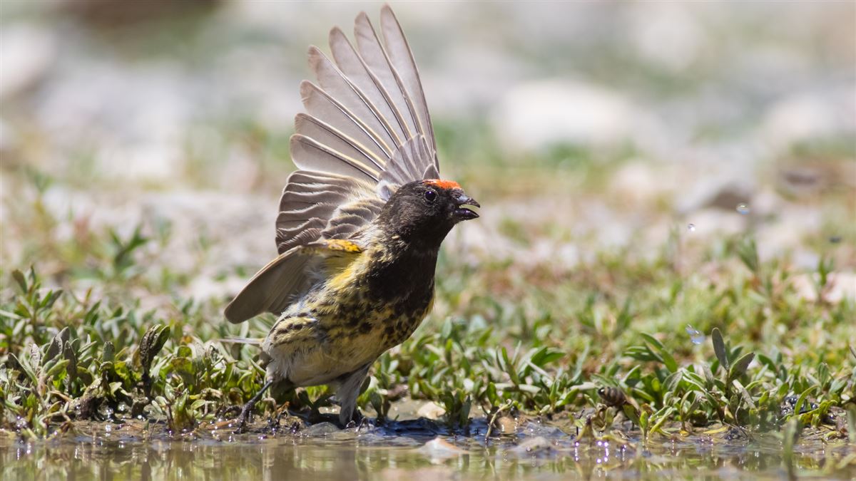 Red-fronted Serin