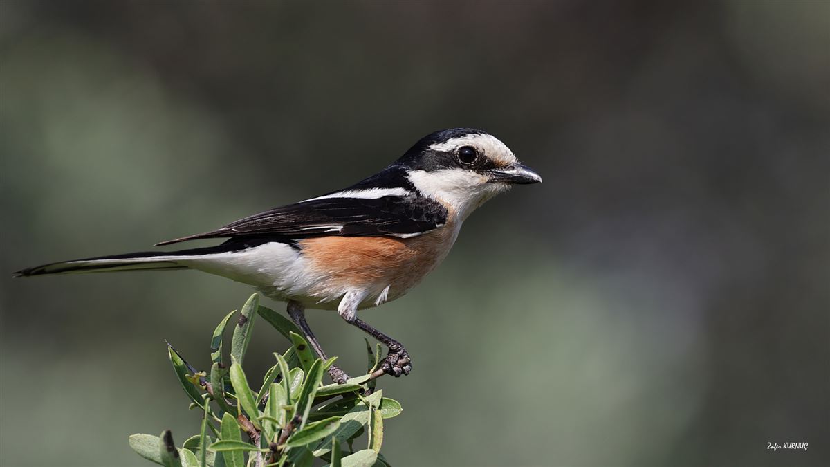 Masked Shrike
