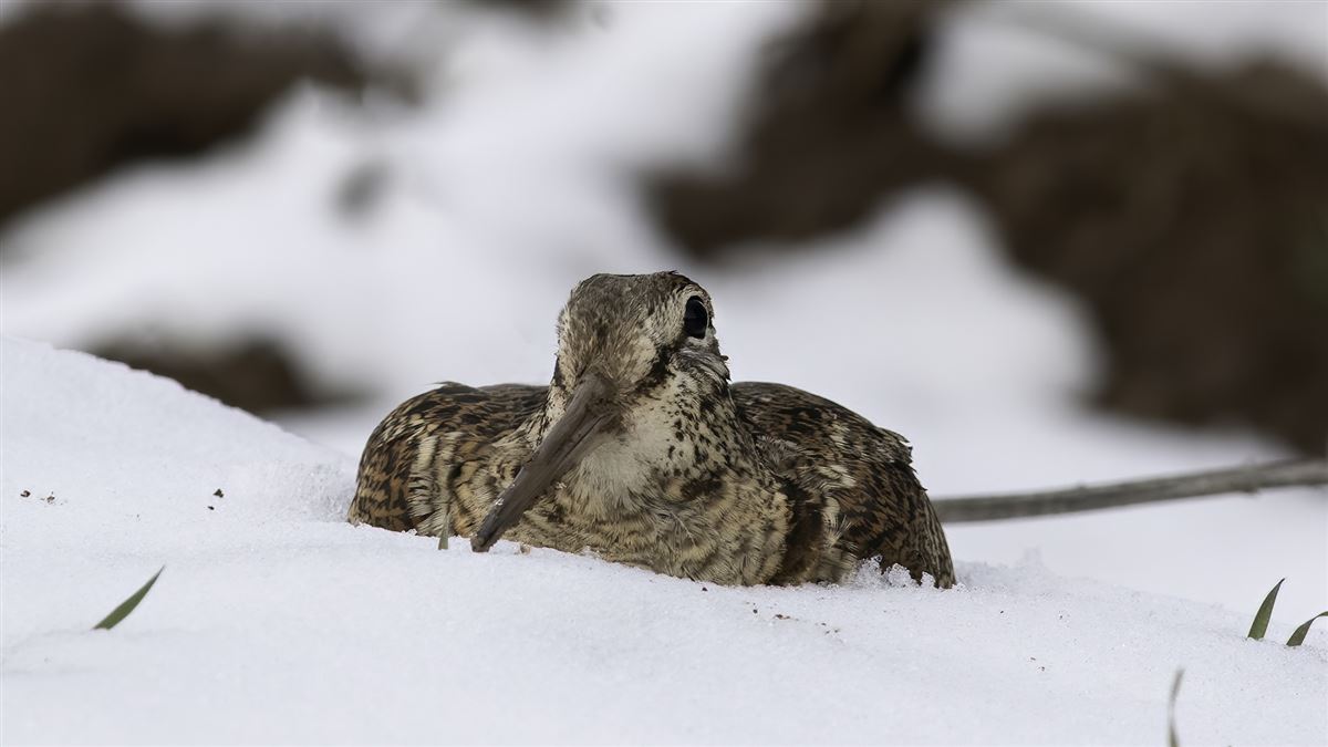 Eurasian Woodcock
