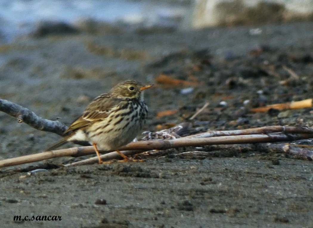 Meadow Pipit