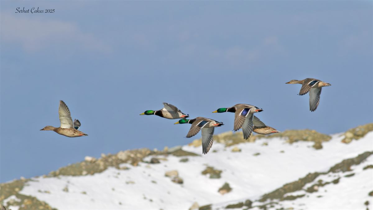 Mallard