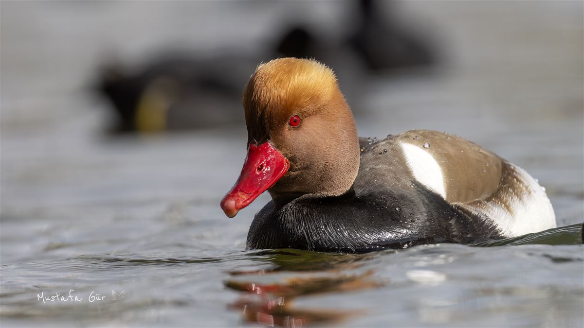Red-crested Pochard