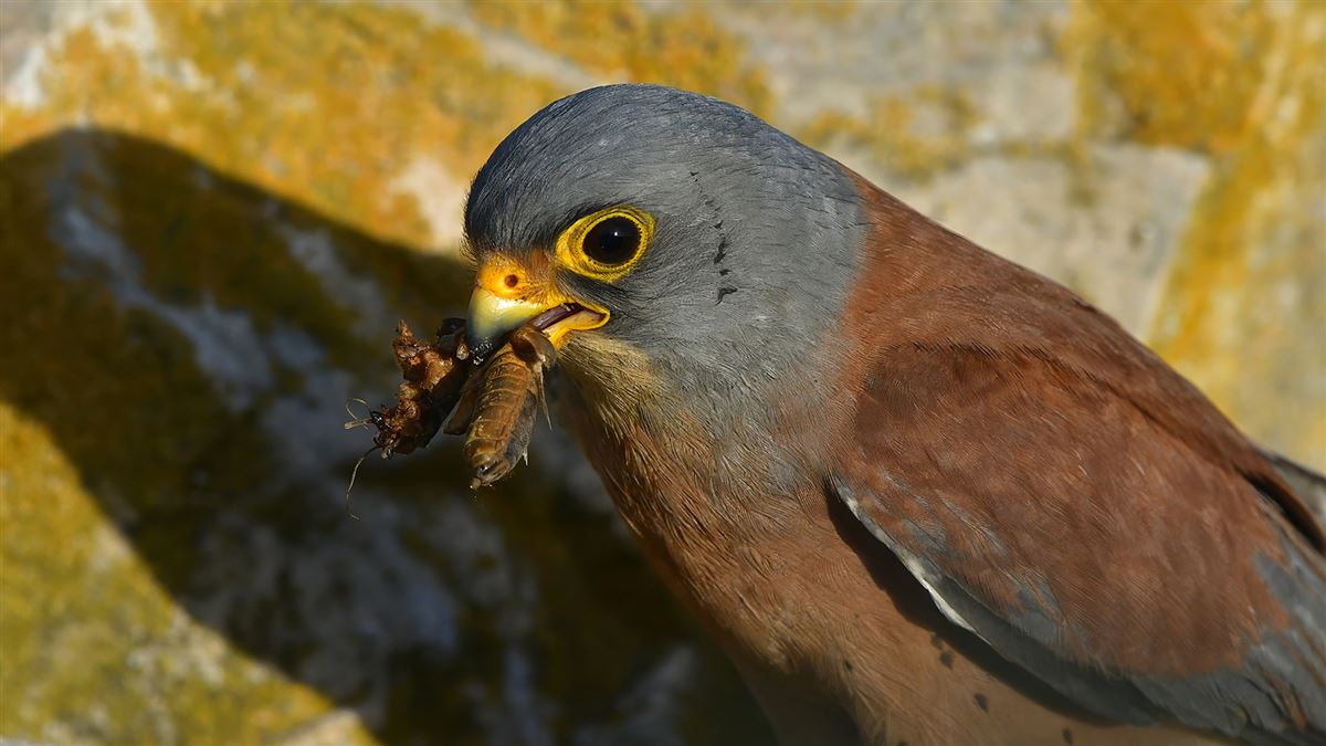 Lesser Kestrel