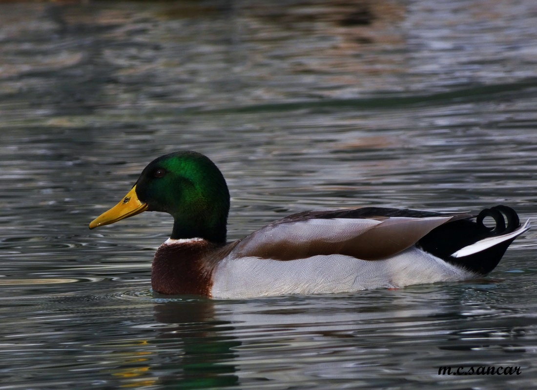 Mallard