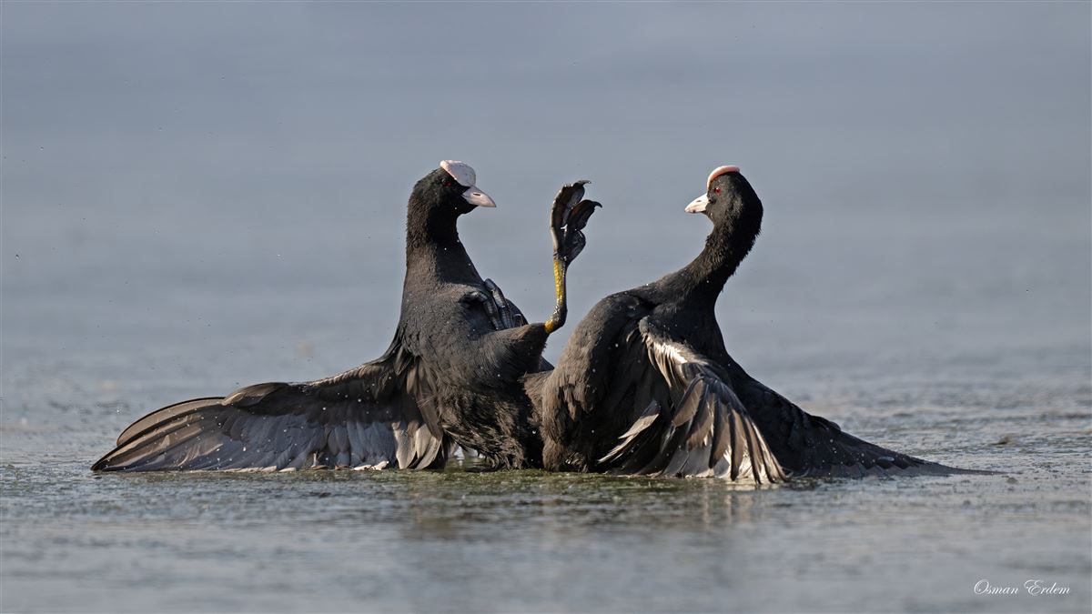 Eurasian Coot