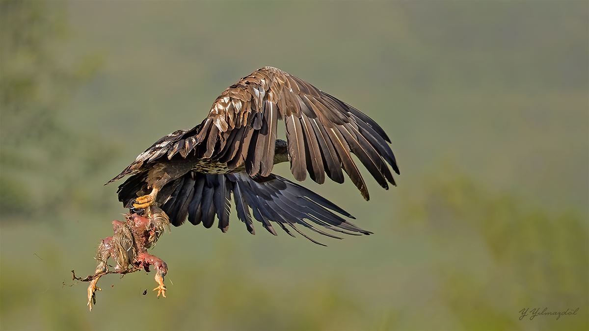 White-tailed Eagle