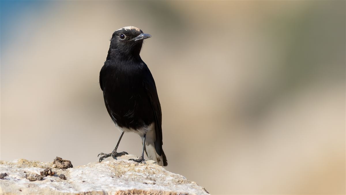 White-crowned Wheatear