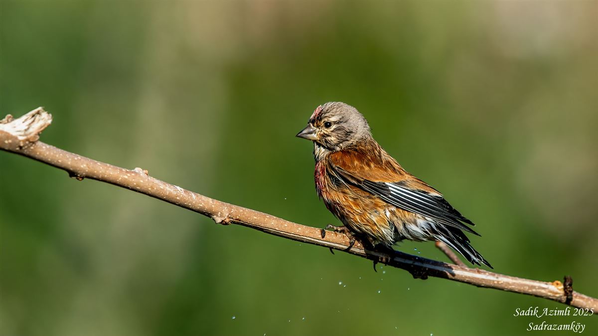Common Linnet