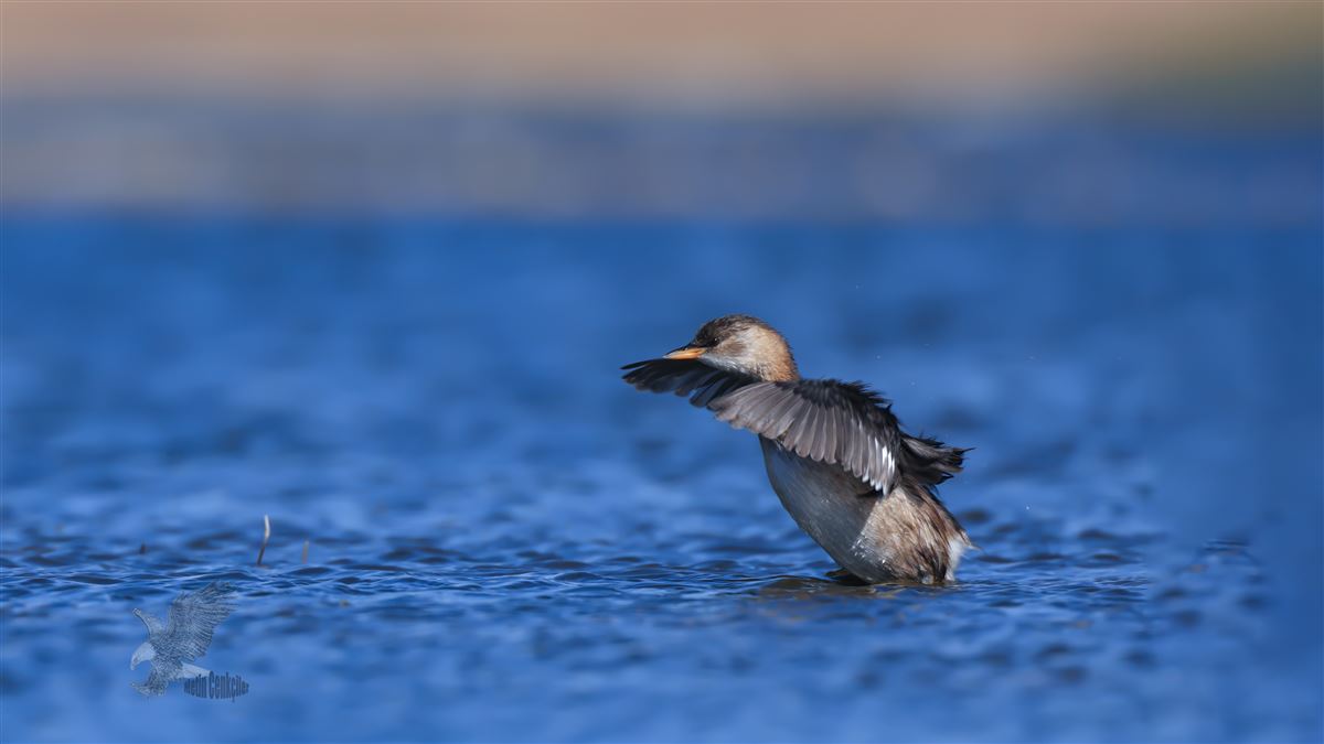 Little Grebe