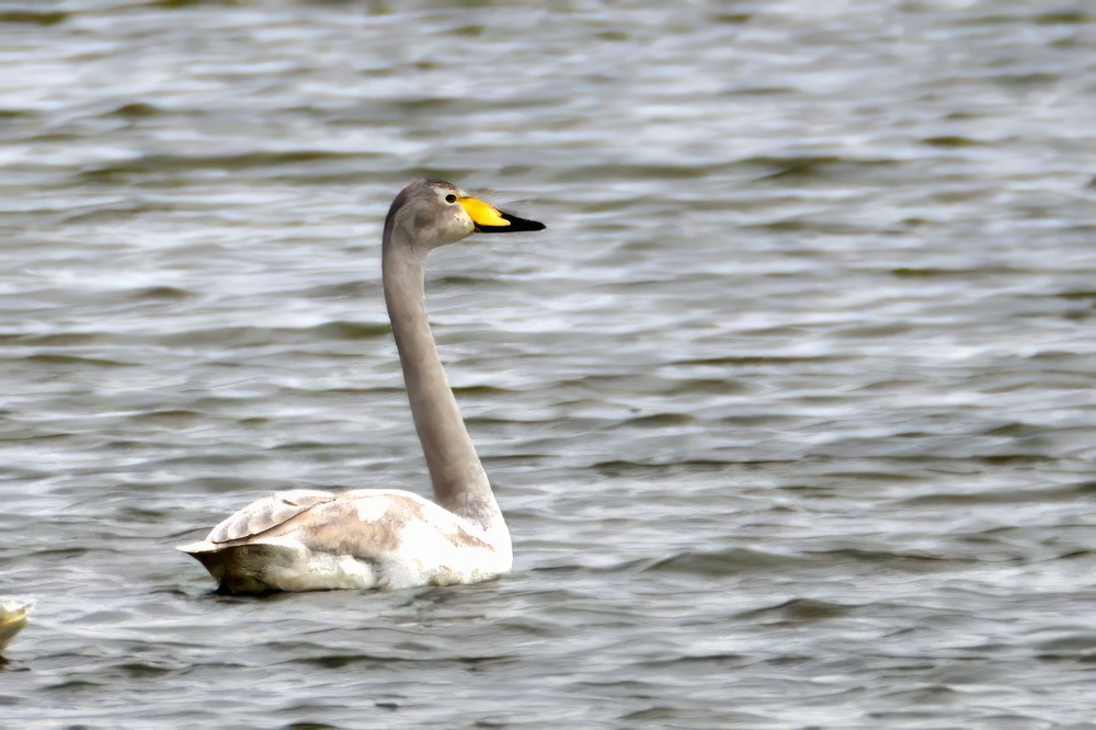 Whooper Swan
