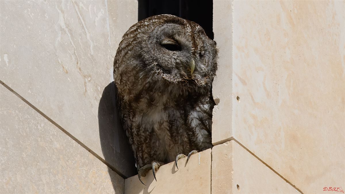Tawny Owl