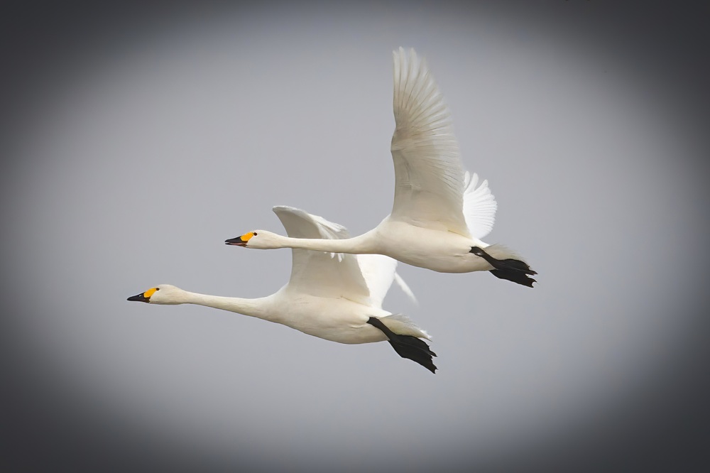 Tundra Swan