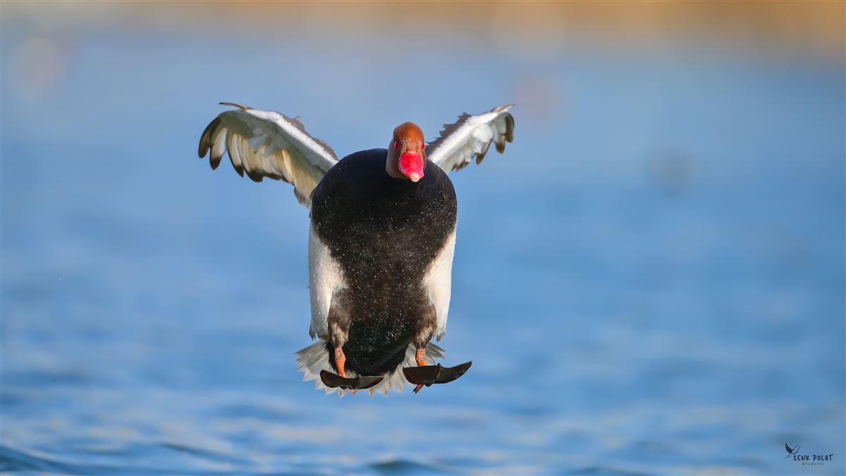 Red-crested Pochard