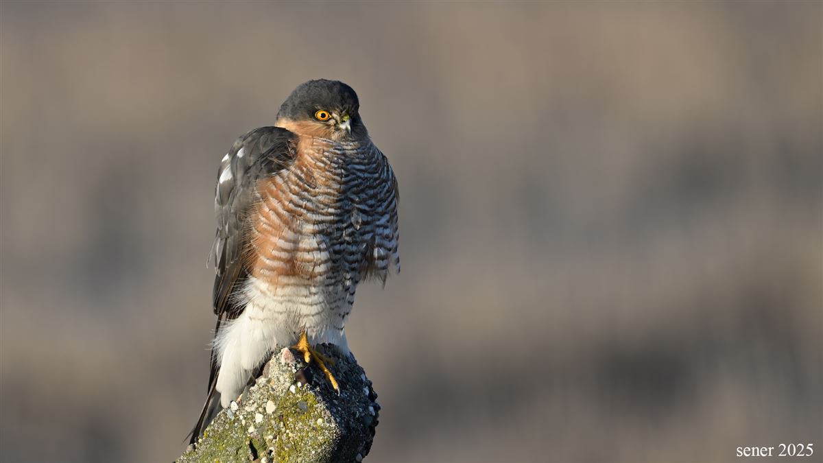 Eurasian Sparrowhawk