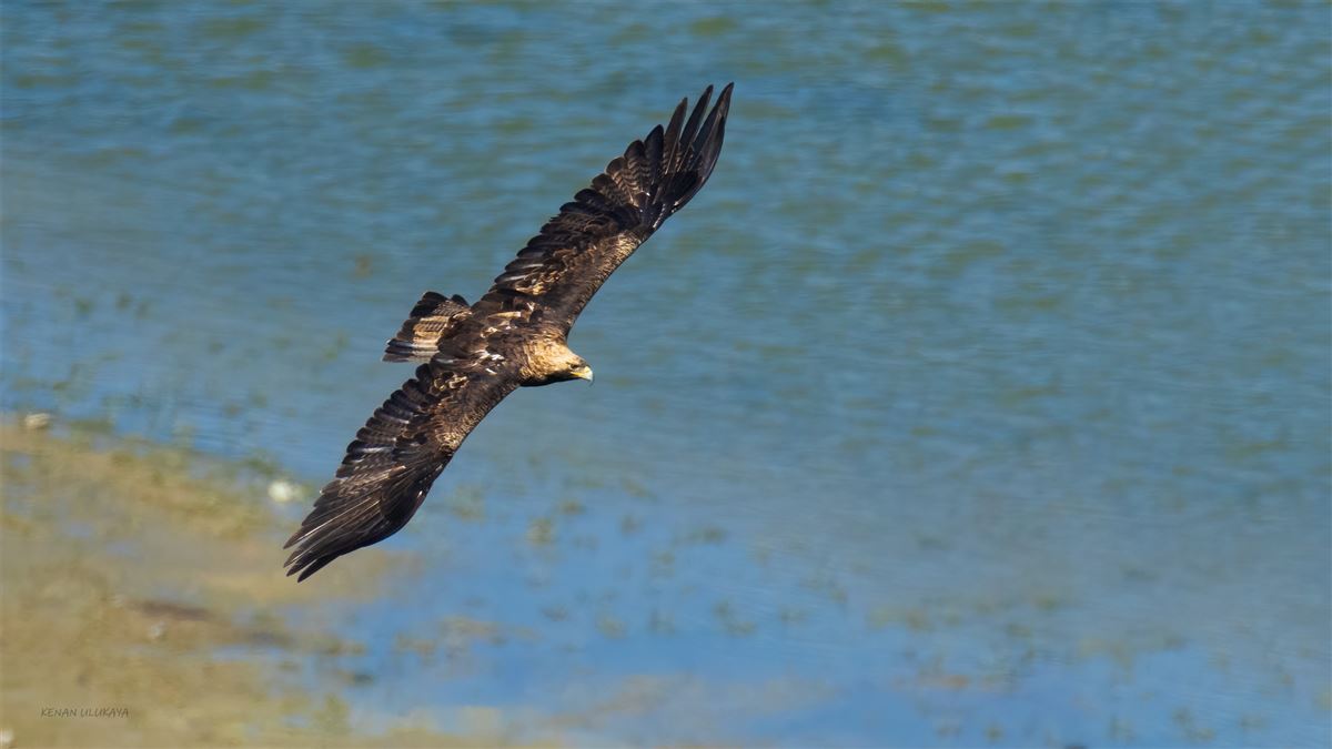 Eastern Imperial Eagle