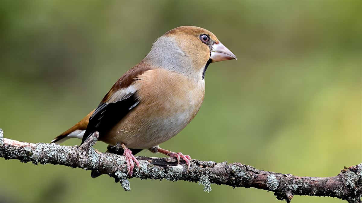 Hawfinch
