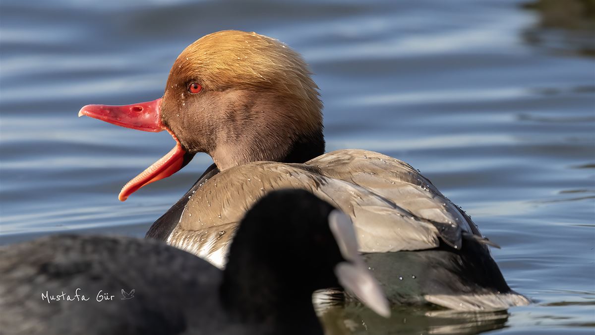 Red-crested Pochard