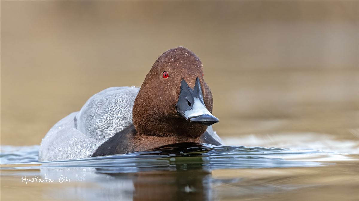 Common Pochard