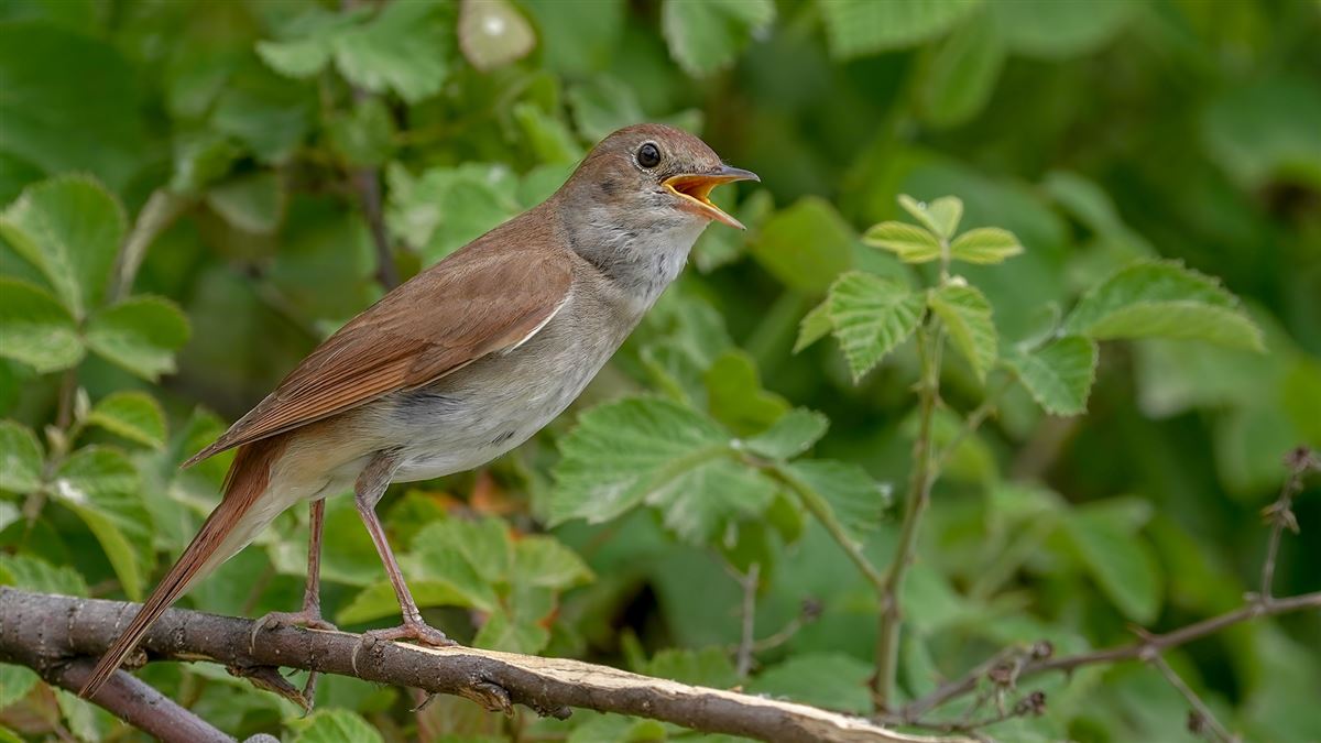 Common Nightingale