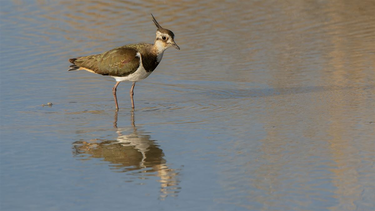 Northern Lapwing
