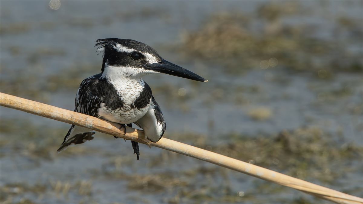 Pied Kingfisher