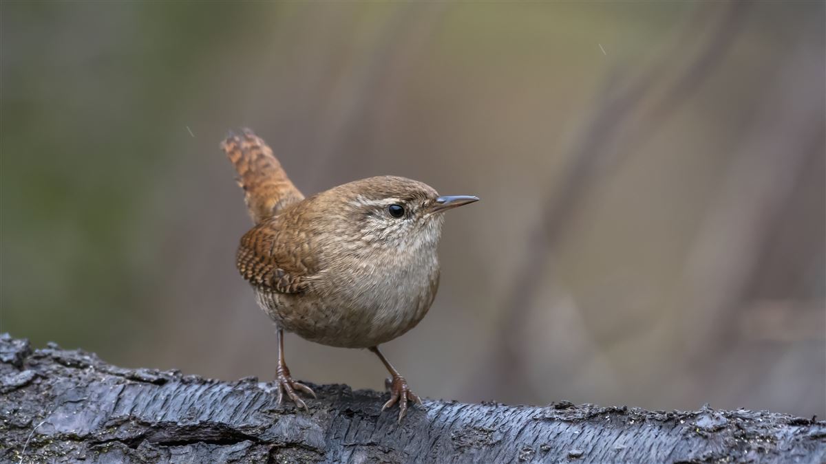 Eurasian Wren