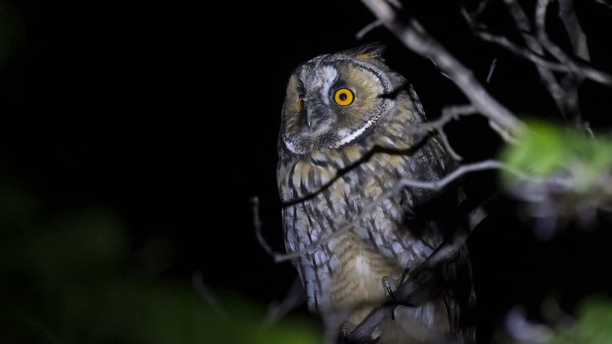 Long-eared Owl