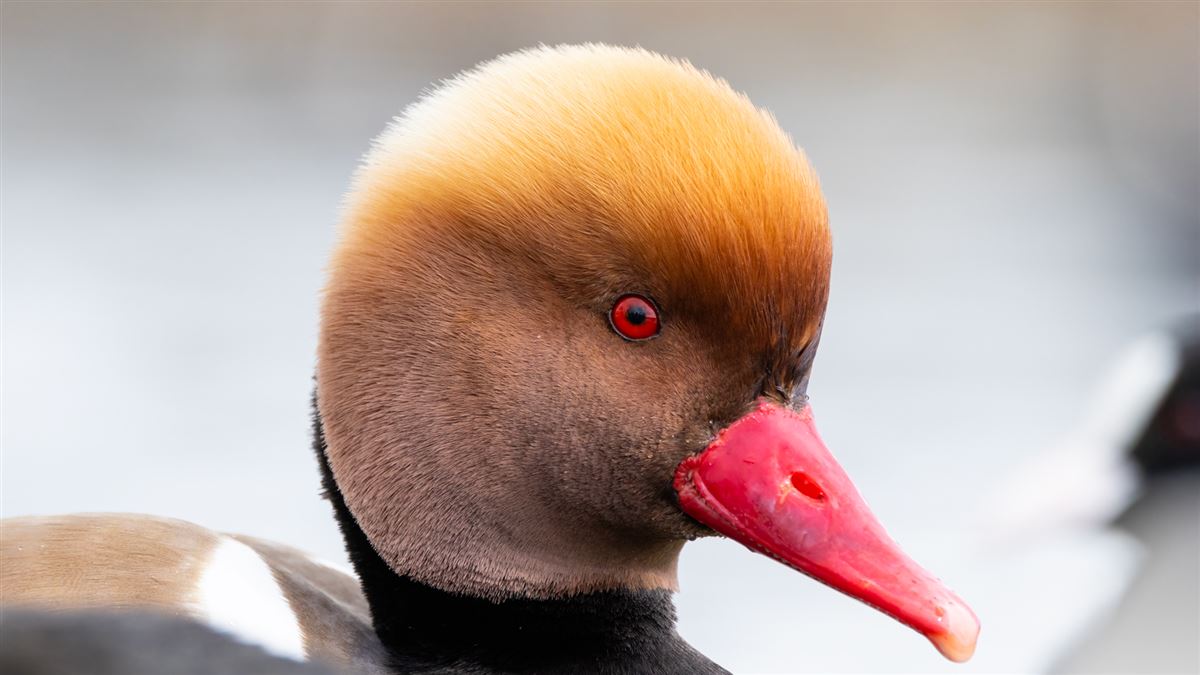 Red-crested Pochard